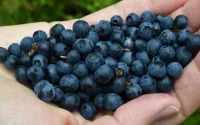 Des myrtilles marocaines indésirables en Russie