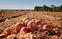 L'oignon espagnol à 8 DH débarque au Maroc : Pourquoi nos agriculteurs ne font plus le poids !