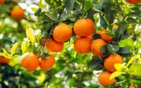Le Maroc accusé de « tuer à petit feu » l'agriculture espagnole