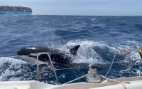 Un voilier coulé par des orques près de Tanger