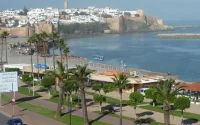 Vers la fin de la plantation des palmiers à Rabat ?