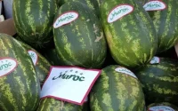 Europe : la pastèque marocaine supplante peu à peu l'espagnole