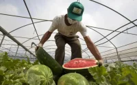 La pastèque marocaine supplante l'espagnole en Europe