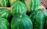 Pastèques : le Maroc perd du terrain sur le marché européen