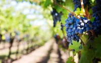 Le Maroc retire plus de 300 pesticides du marché