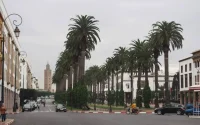 Maroc : les écologistes s'insurgent contre l'invasion des palmiers américains