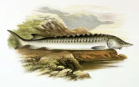 Découverte au Maroc d'un fossile d'esturgeon vieux de 66 millions d'années
