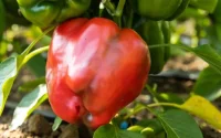 Pesticides interdits : des poivrons marocains retirés des étals en France
