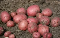 Le Maroc, troisième producteur de pomme de terre au Maghreb