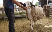 Mouton de l'Aïd al-Adha : La fête du sacrifice menacée au Maroc ?