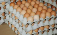 Les Marocains confrontés à une hausse incompréhensible du prix des œufs