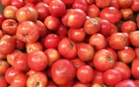 Voici pourquoi le prix de la tomate a flambé au Maroc