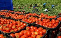 Ramadan au Maroc : des tomates à 20 dirhams le kilo ?