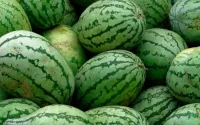 Maroc : les producteurs et vendeurs dénoncent la baisse du prix de la pastèque