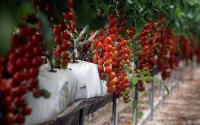 Le lobby agricole espagnol attaque les exportations agricoles marocaines vers l'UE