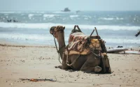 Maroc : Afflux de retraités français à Agadir