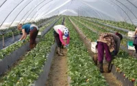 Les saisonnières marocaines, ces autres victimes de la crise entre le Maroc et l'Espagne