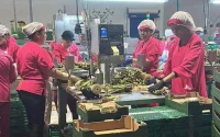 Des saisonnières marocaines « disparaissent » en Espagne