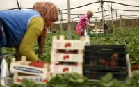 La galère des saisonnières marocaines en Espagne