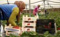 La situation des saisonnières marocaines à Huelva préoccupe