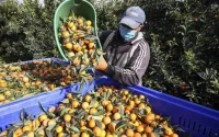 Bloqués en Corse, des saisonniers marocains en colère contre les autorités marocaines