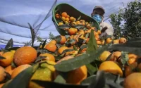 Les premiers saisonniers marocains arrivent en Corse