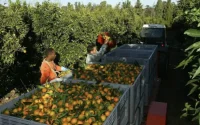 Changement de la perception des agriculteurs français, soutiens du RN, sur les saisonniers marocains