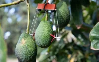 Agriculture : la société israélienne SupPlant étend ses activités au Maroc