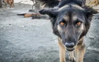 Tanger : un touriste aux urgences après une attaque par un chien errant