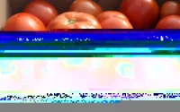 Tomates : le Maroc dépasse l'Espagne et devient 2ᵉ fournisseur de la Grande-Bretagne