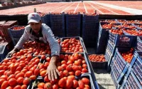 Guerre des tomates : le Maroc face à la colère des agriculteurs européens