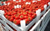 Les agriculteurs espagnols s'en prennent à la tomate marocaine
