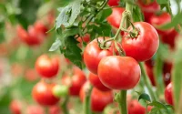 Quand le Maroc bouleverse le marché agricole européen