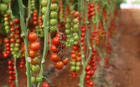 Les agriculteurs espagnols et le Polisario dénoncent la production de tomates marocaines au Sahara