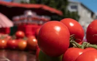 La tomate marocaine, le cauchemar des producteurs espagnols