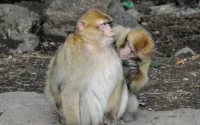 Une touriste française agressée par un singe au Maroc