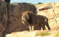Un obstacle à l'ouverture du zoo de Casablanca