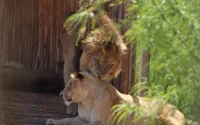 Casablanca : la réouverture du zoo d'Aïn Sebaâ suspendue