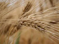 Le Maroc importe 40.000 tonnes de blé des Etats-Unis