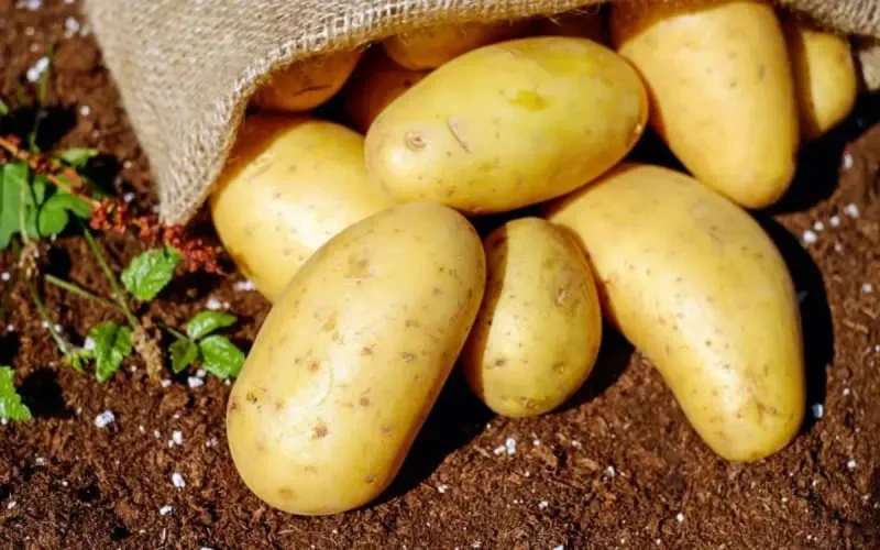 Des agriculteurs marocains de plus en plus intéressés par le Bio