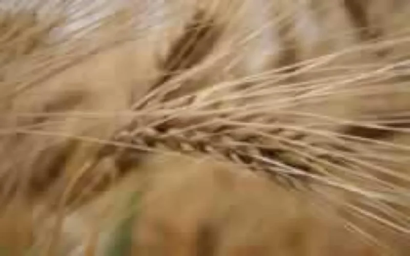 Agriculture : Accord Maroc/Sénégal