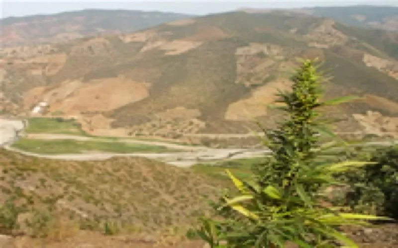 Bataille royale contre le kif dans le Rif marocain