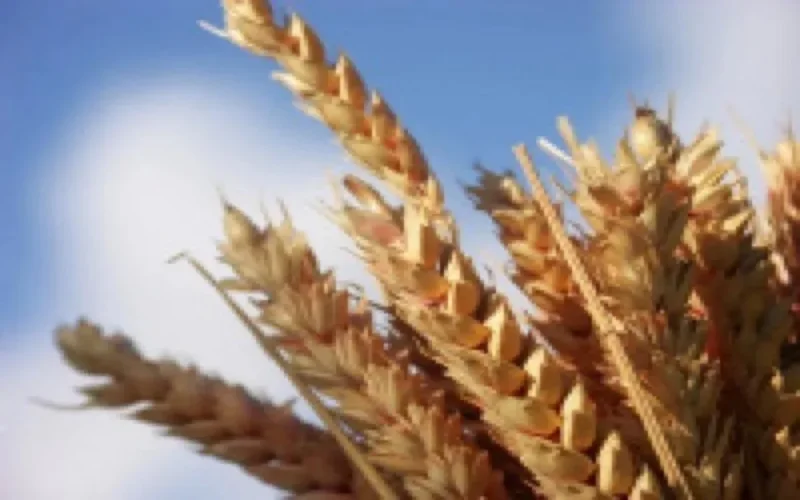 Le Maroc suspend les droits d'importation du blé tendre