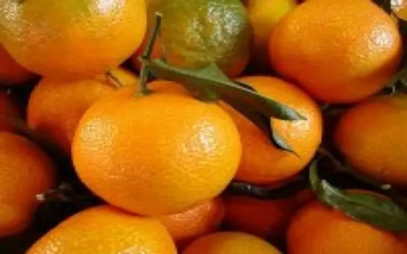 Les Etats-Unis clonent les mandarines marocaines