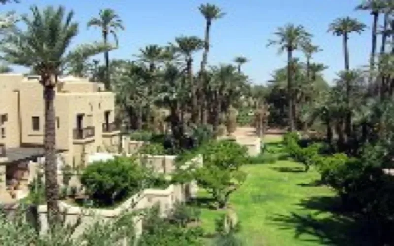 La palmeraie de Marrakech sous la menace écologique