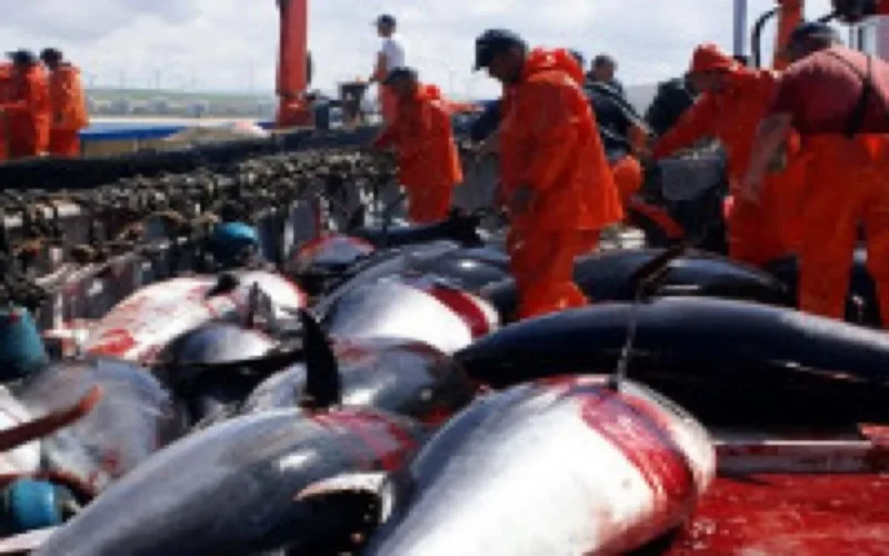 Les Européens pourront à nouveau pêcher au Maroc
