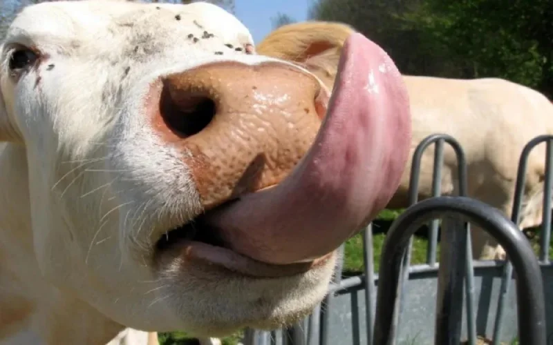 Abdelilah Benkirane récompense la plus belle vache du Maroc à Taroudant
