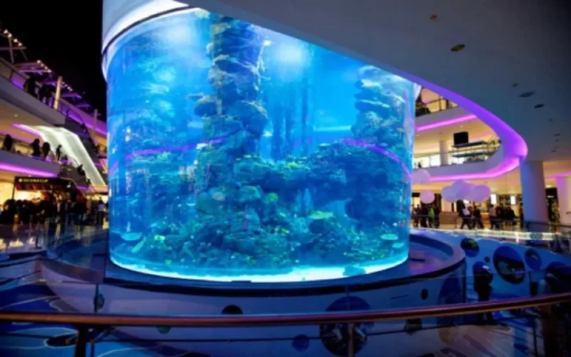 Aquarium du Morocco Mall : mort de plus de 2000 poissons à cause d'une faute professionnelle