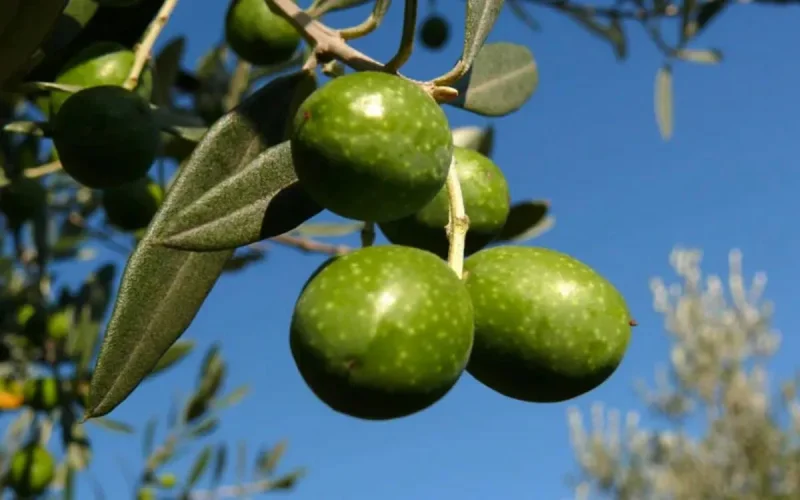 La ville d'Oujda interdit les oliviers
