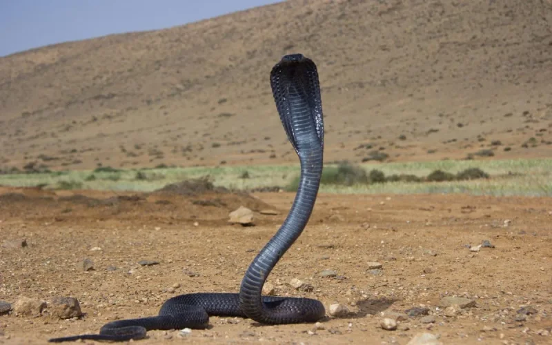 Naissance de quatre cobras marocains à Barcelone